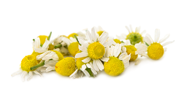 Chamomile