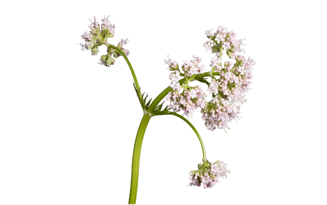 Valerian