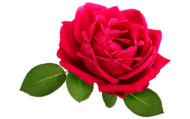 Rose petals