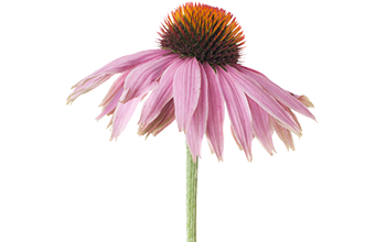 Coneflower