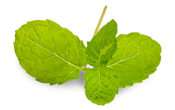 Lemon balm