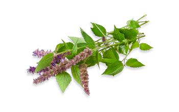 Peppermint