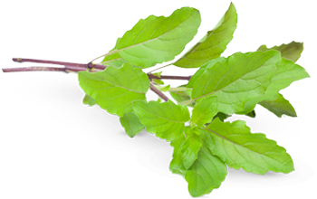 Holy basil