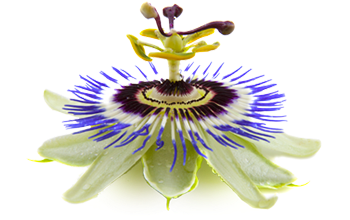 Passion flower