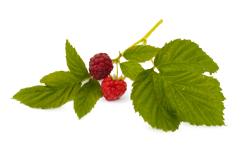 Raspberry