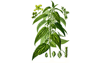Nettle Leaf