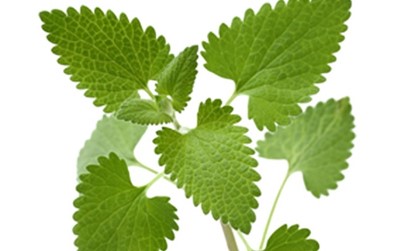 Catnip