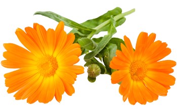 Marigold