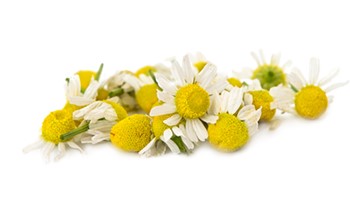 Chamomile