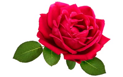 Rose petals