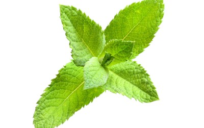 Spearmint