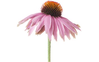 Coneflower