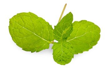Lemon balm