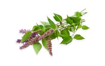 Peppermint