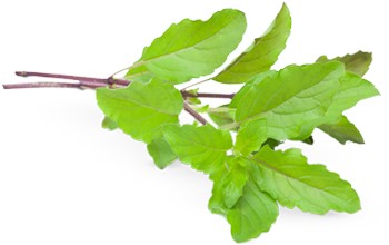 Holy basil