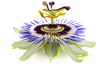 Passion flower