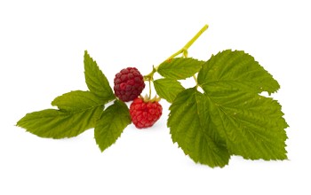 Raspberry