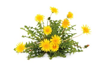 Dandelion