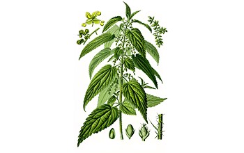 Nettle Leaf