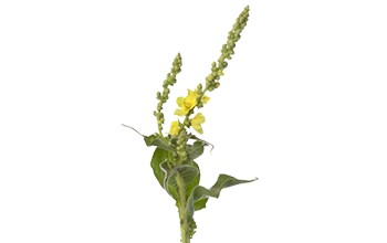 Mullein
