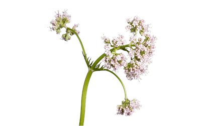 Valerian